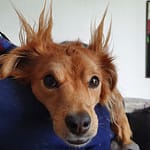 f1paco